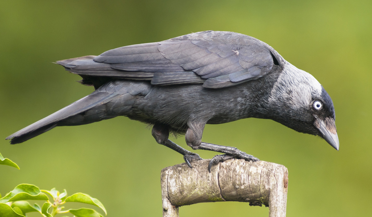 Jackdaw