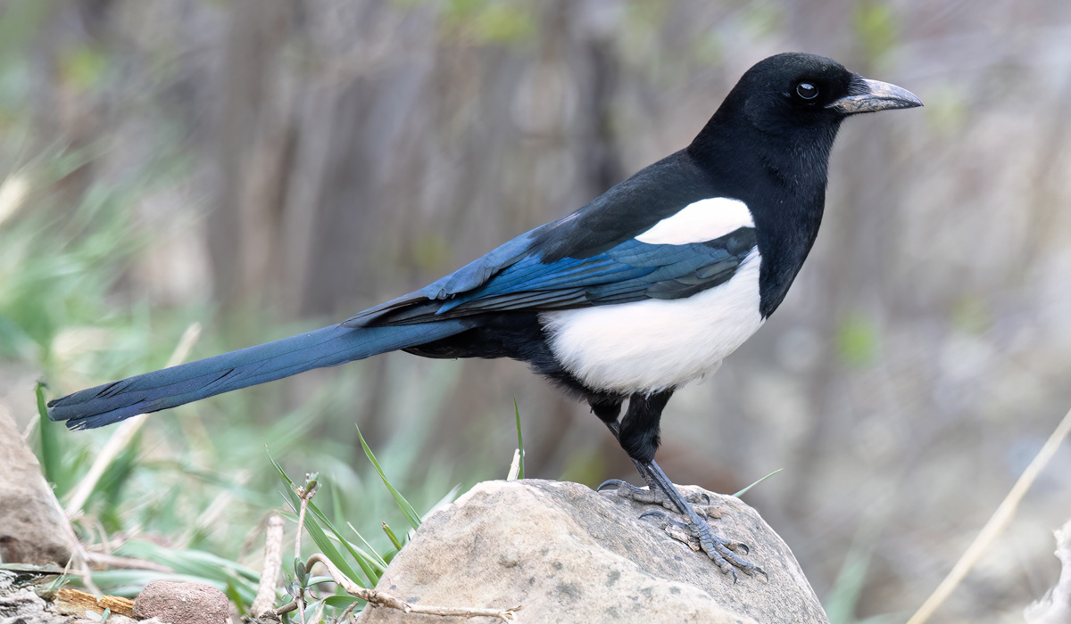 Magpie