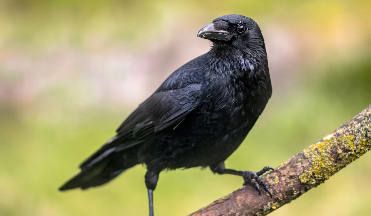Carrion Crow