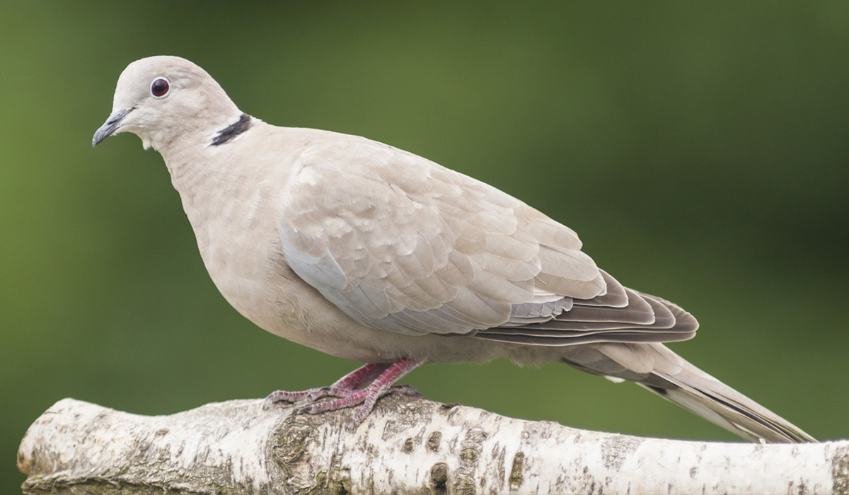 Collared Dove